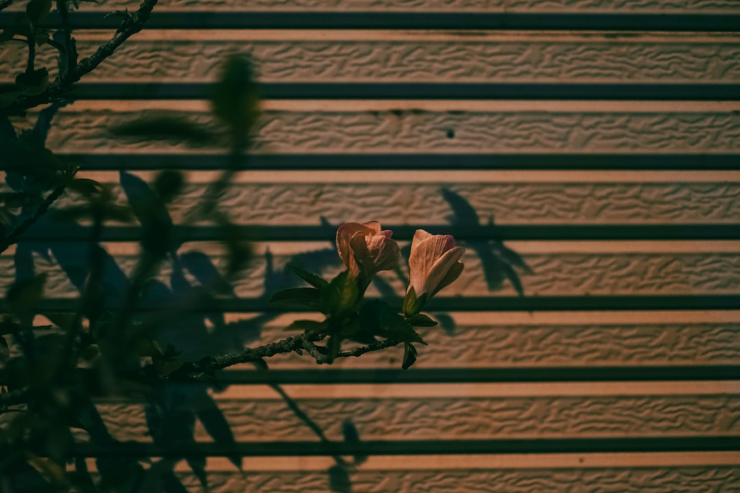 green plant on brown wooden fence