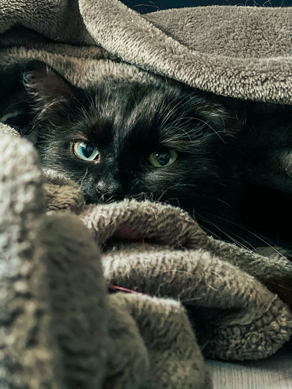 black cat on gray textile