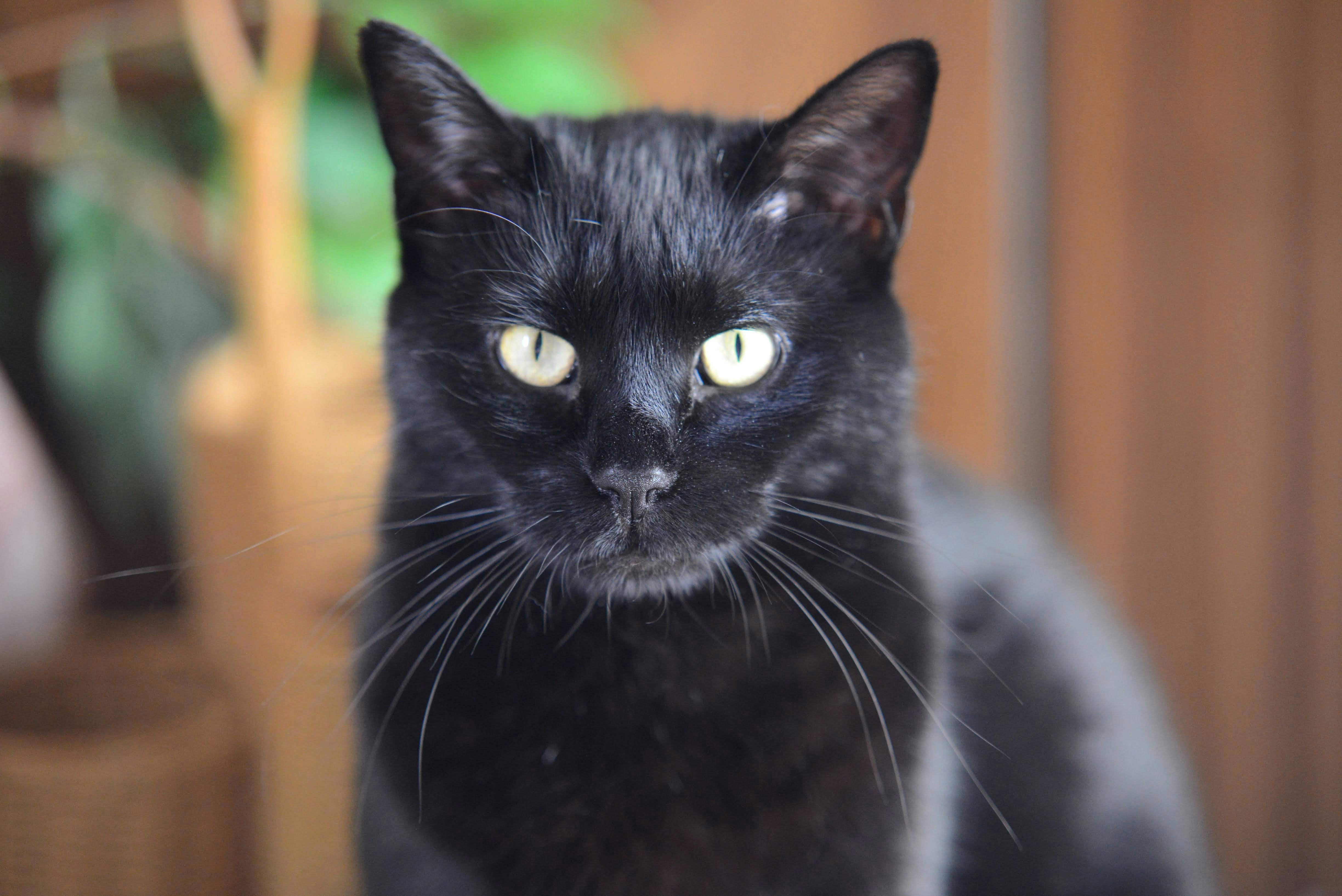 black cat in tilt shift lens