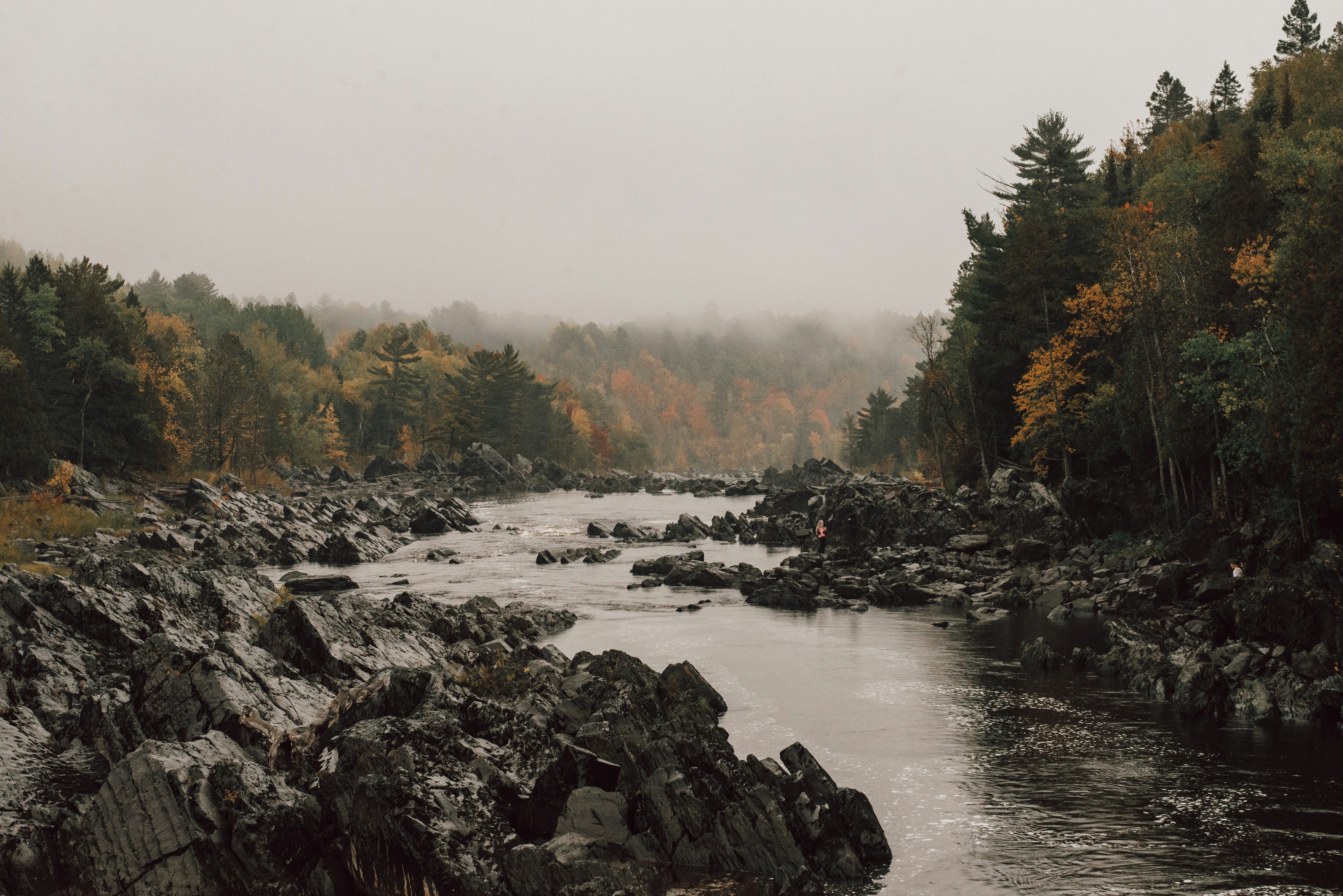 green trees beside river during daytime