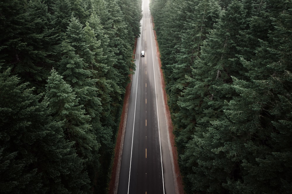 black asphalt road in the middle of green trees