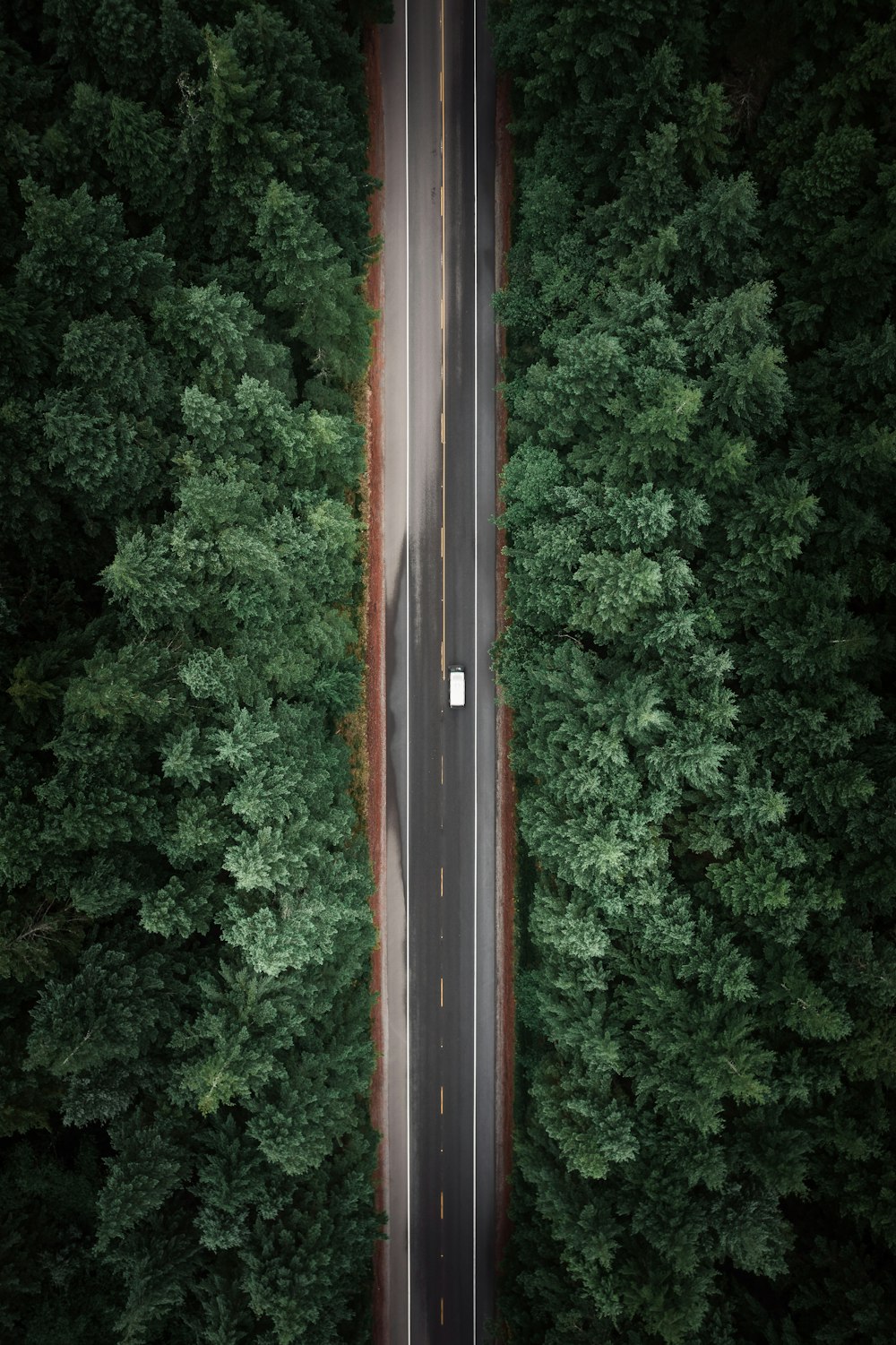 aerial view of green trees during daytime