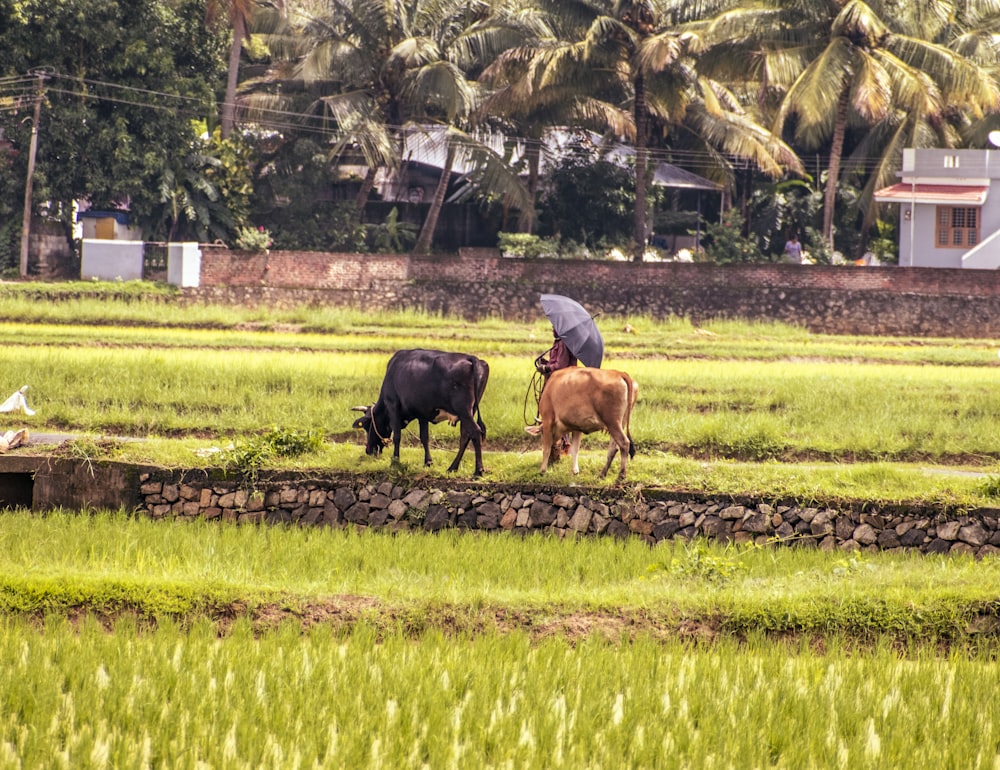 man in white t-shirt and brown pants riding brown cow on green grass field during