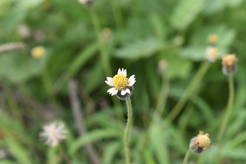 white and yellow flower in tilt shift lens