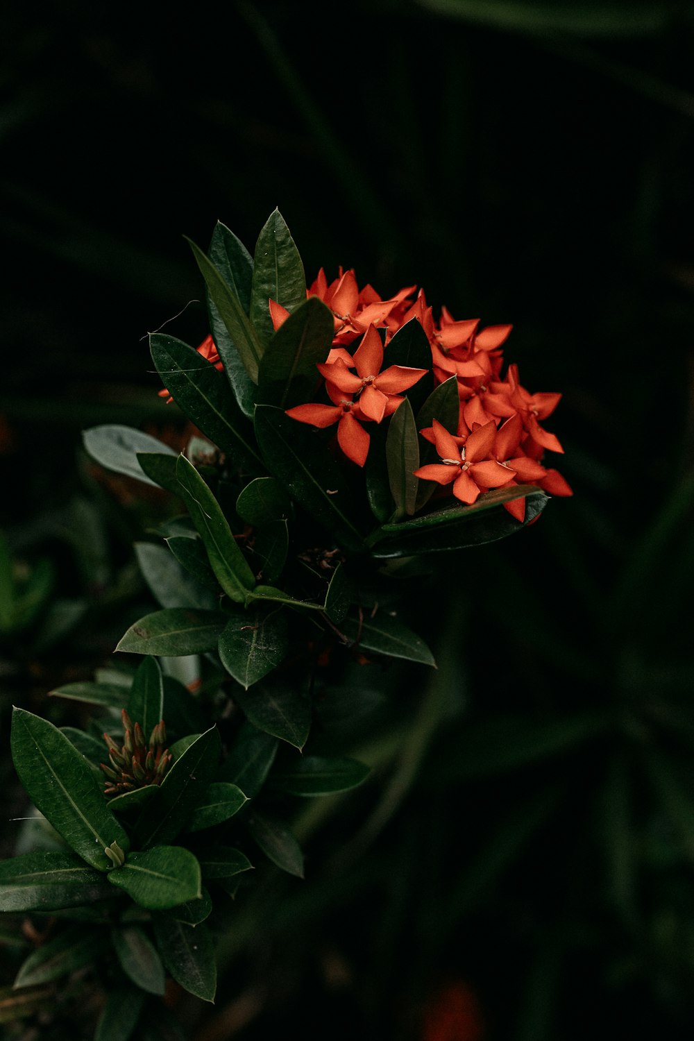 red flower with green leaves