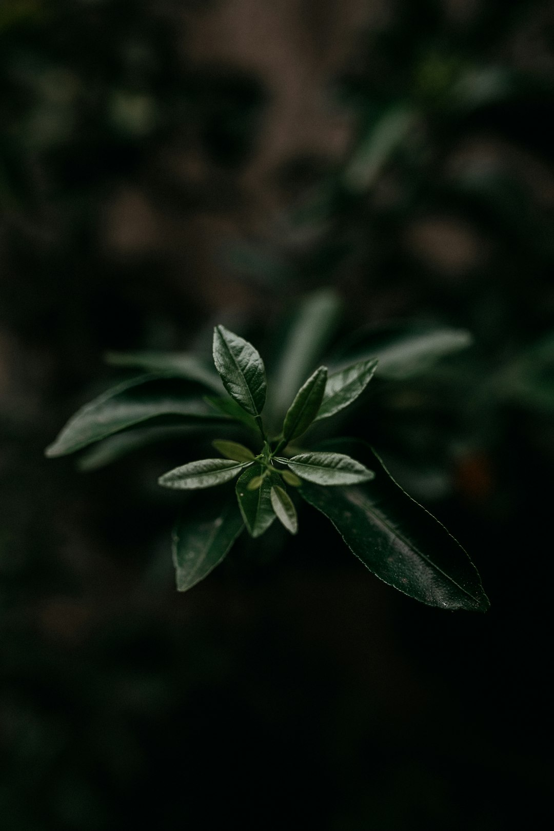 green leaves in tilt shift lens