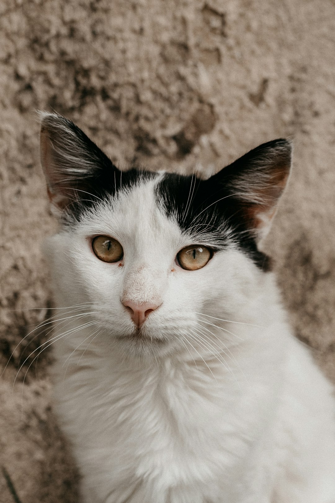 white and black cat on brown sand