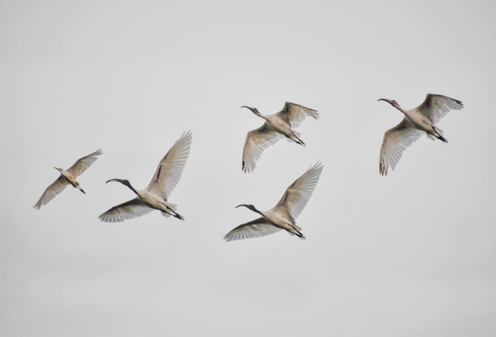 flock of birds flying during daytime