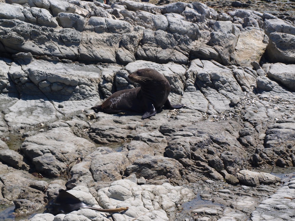 brown animal on gray rocky ground during daytime