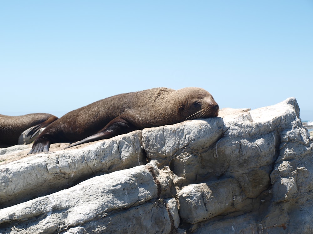 brown seal on white rock during daytime