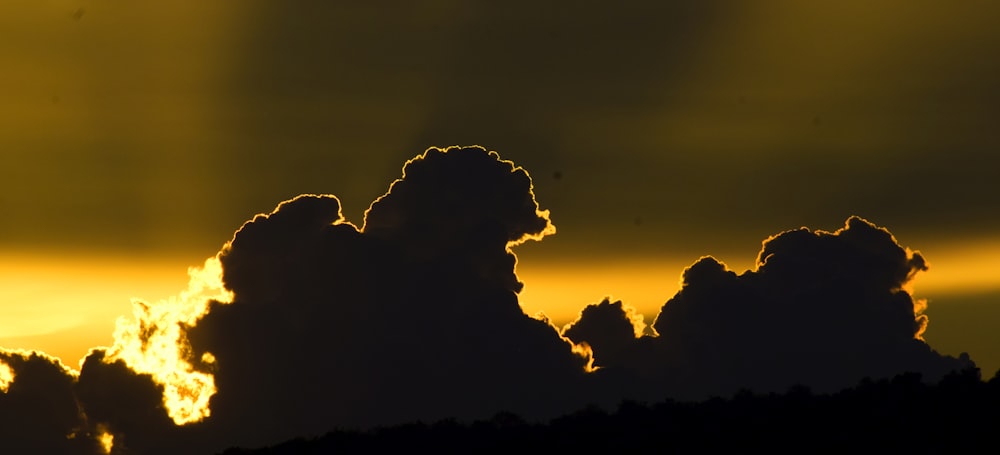 silhouette of trees during sunset