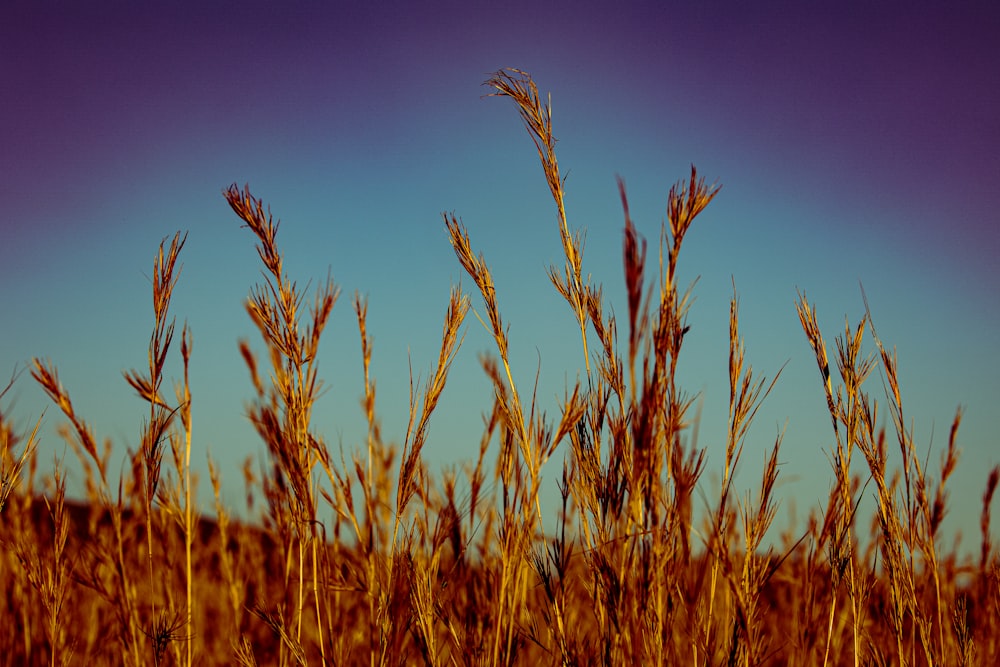 brown wheat field during daytime