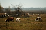 herd of cows on green grass field during daytime