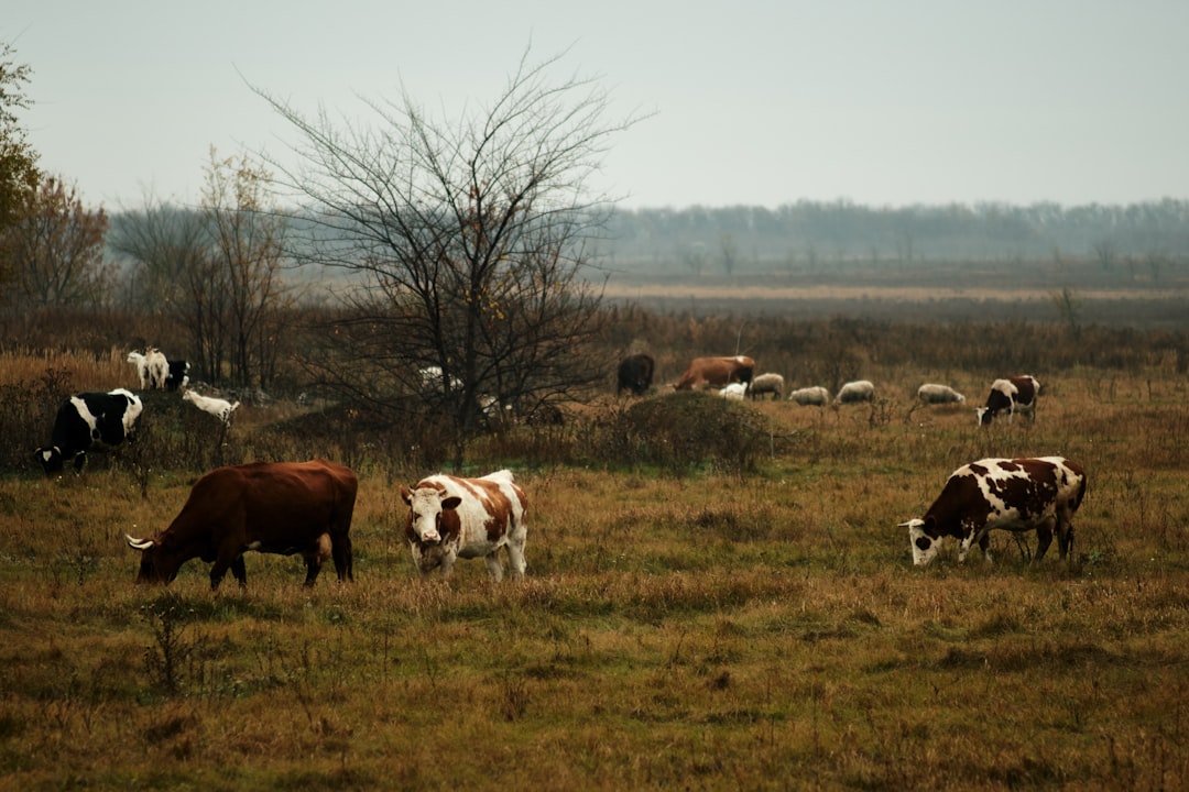 herd of cows on green grass field during daytime