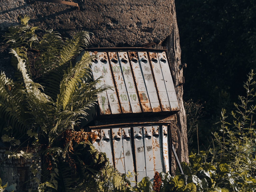 white wooden window frame near green plants