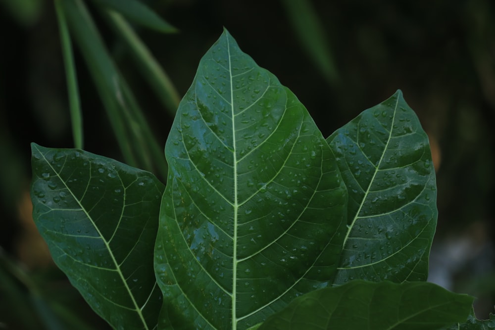 green leaf plant in close up photography