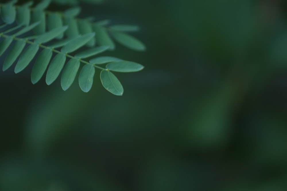 green leaves in tilt shift lens