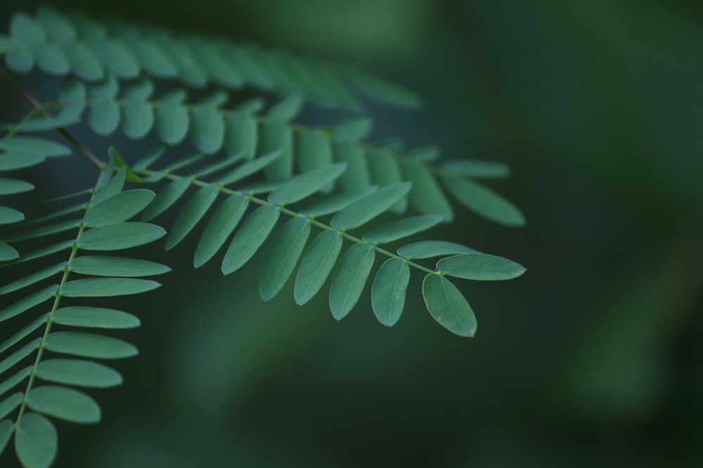 green leaves in close up photography