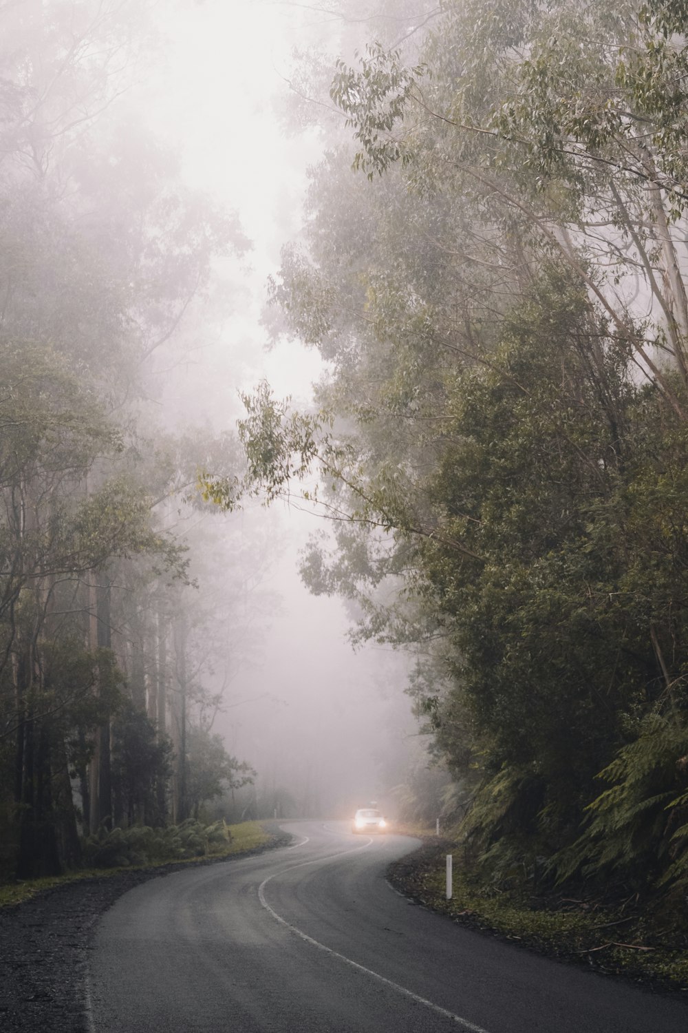 green trees under white sky during daytime