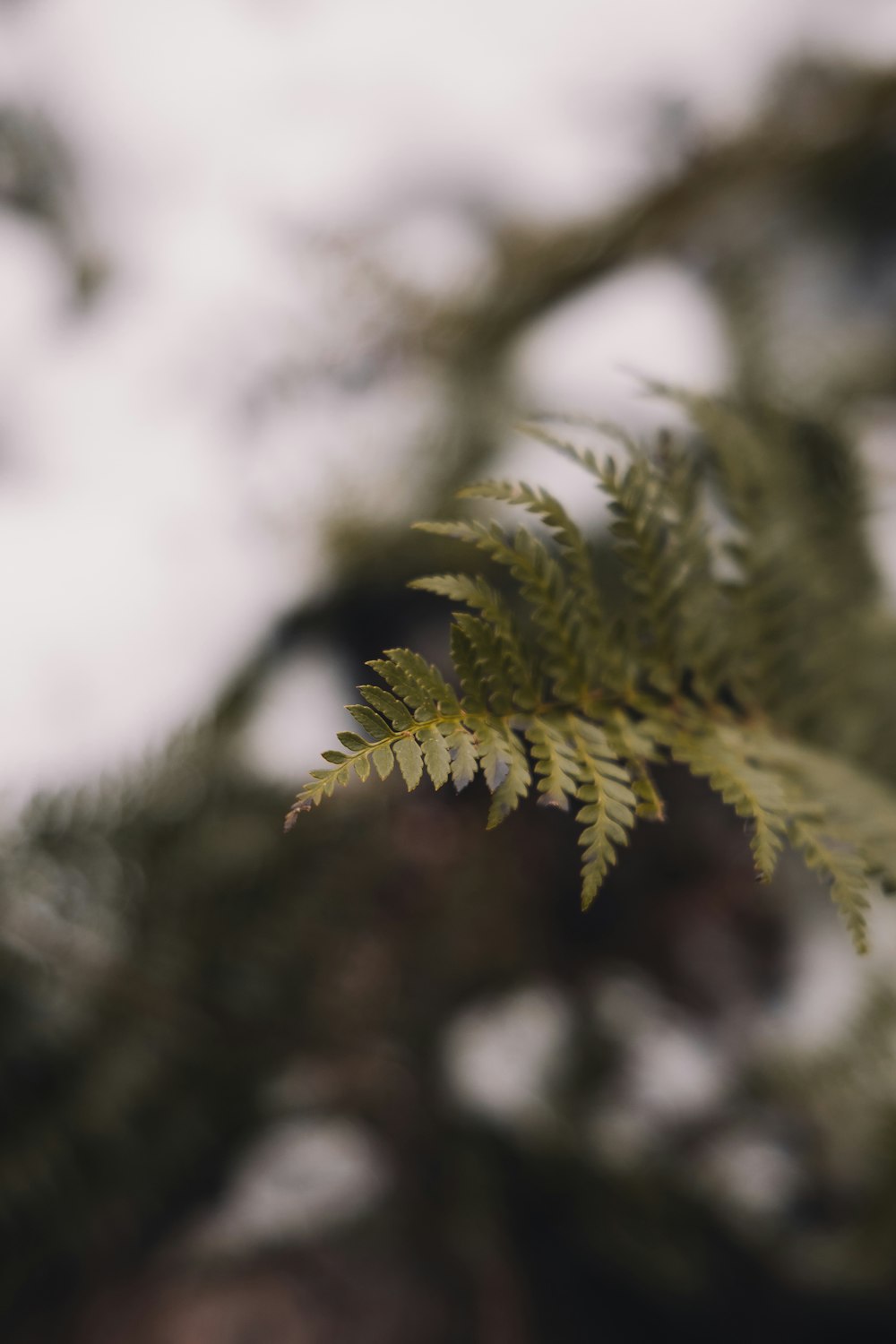 green pine tree in close up photography