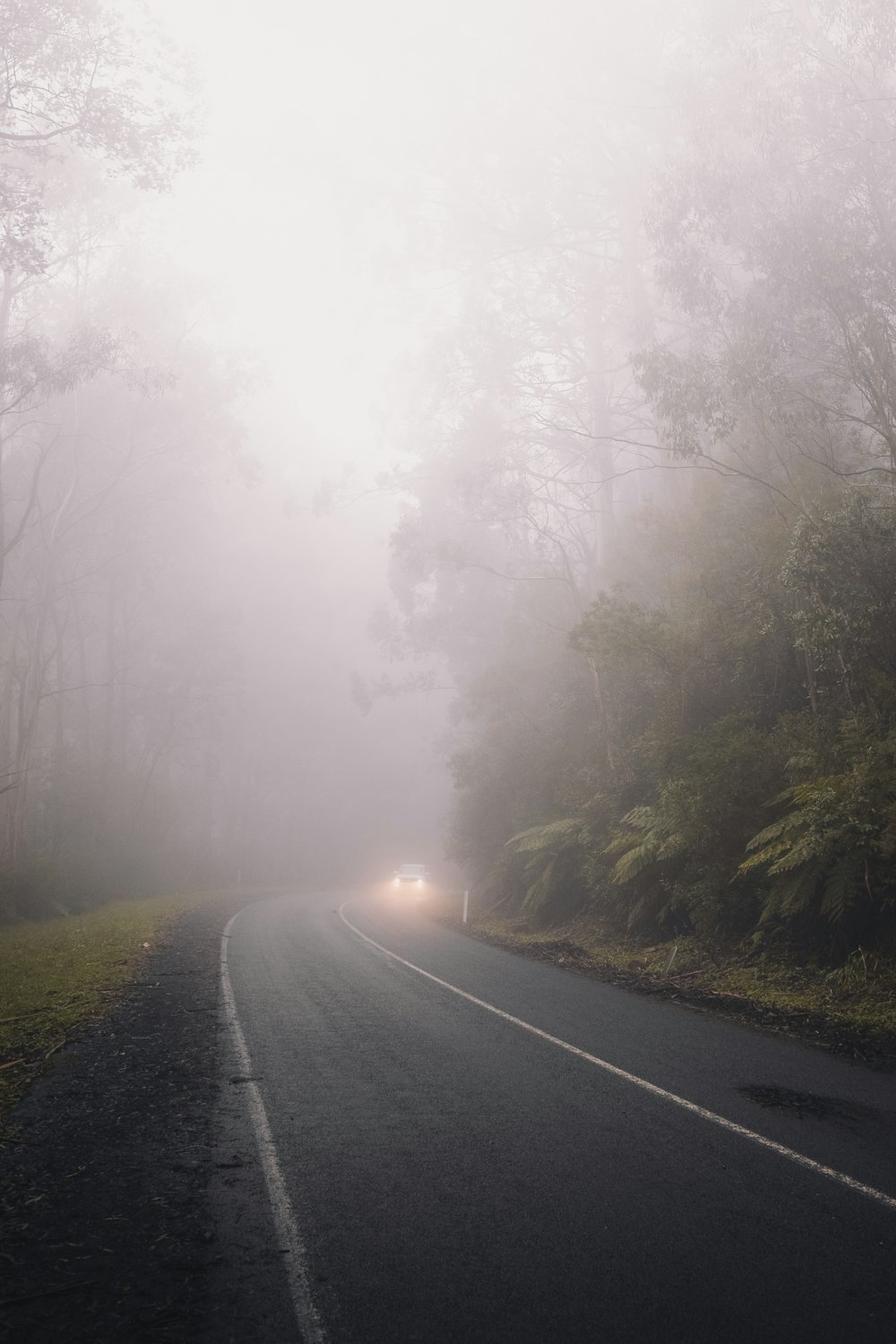 gray asphalt road between green trees covered with fog