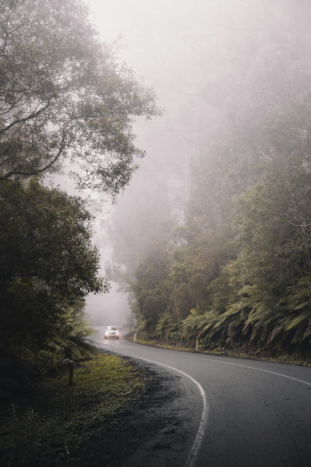 gray asphalt road between green trees covered with fog during daytime