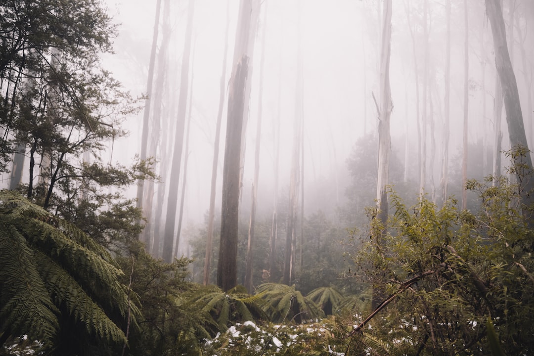 green banana trees during foggy weather