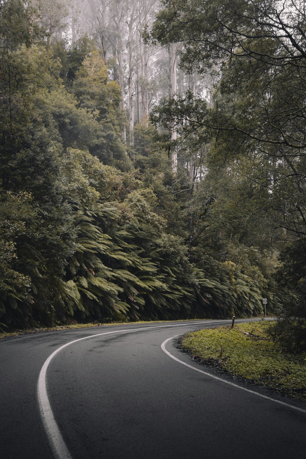 gray concrete road between green trees during daytime