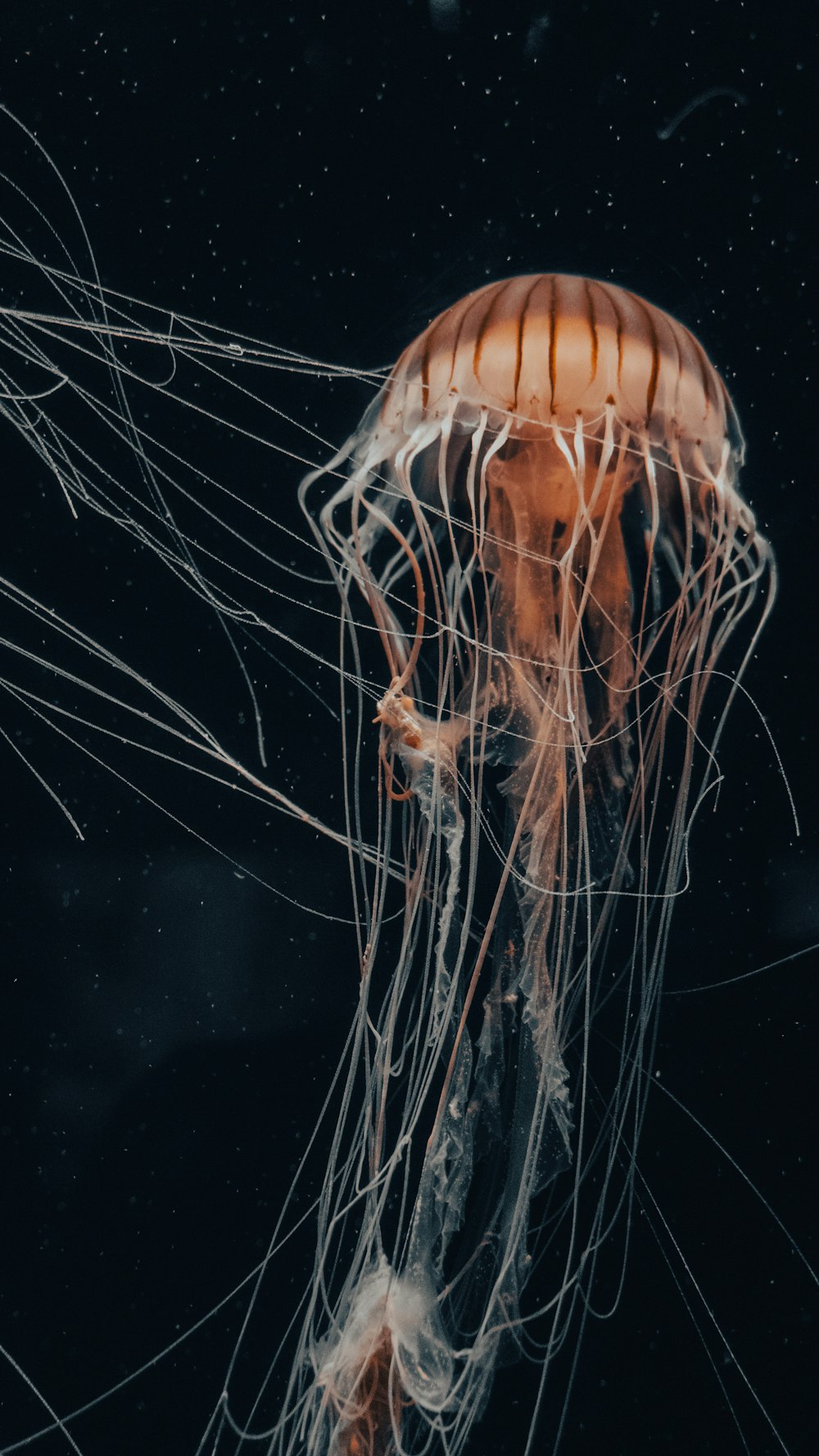 brown jellyfish in water in close up photography