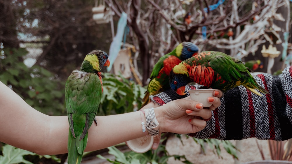 oiseau vert et rouge sur la main des personnes