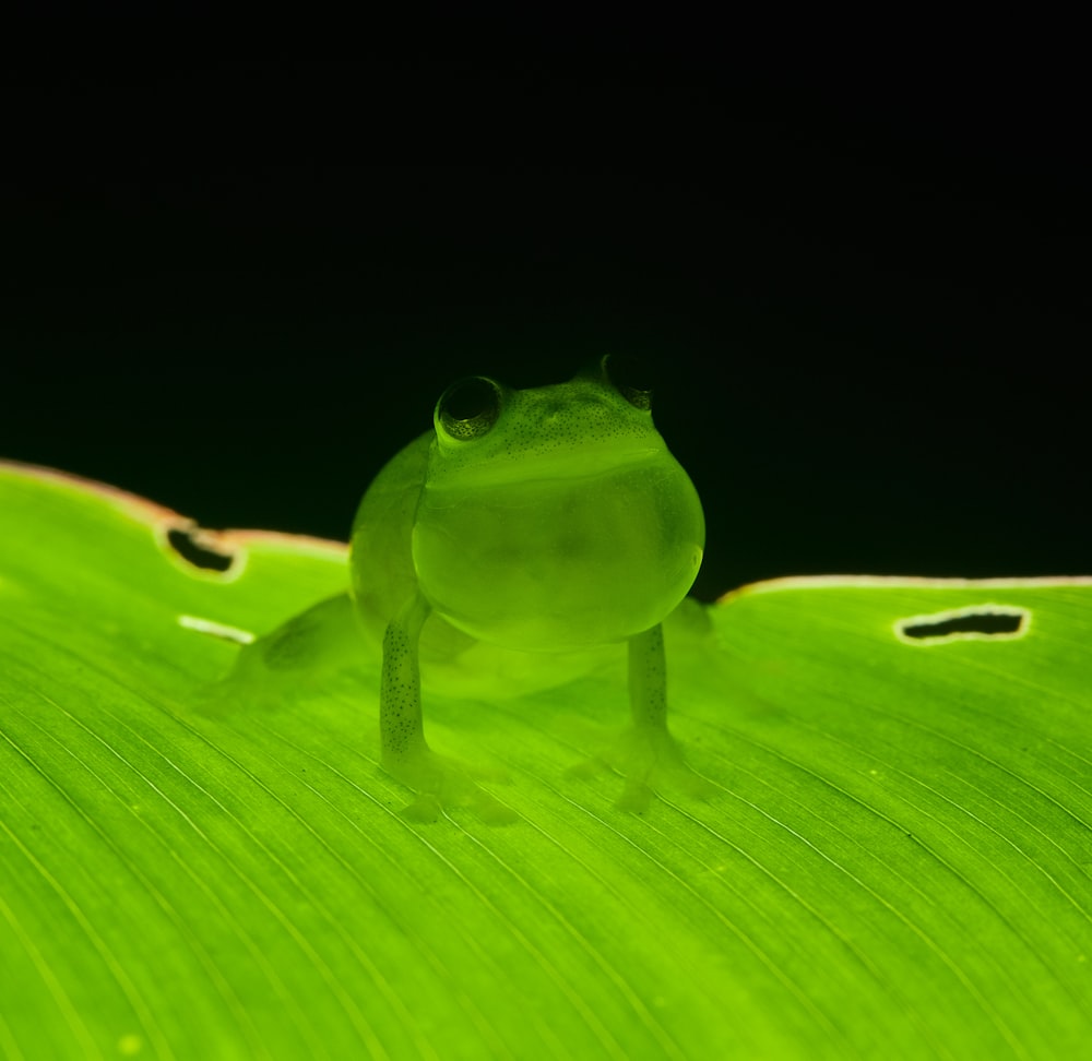 green frog on green leaf