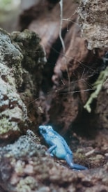 A blue poison dart frog is perched on mossy, textured tree bark surrounded by a natural forest environment. The setting includes branches and delicate spider webs, suggesting a humid, tropical habitat.