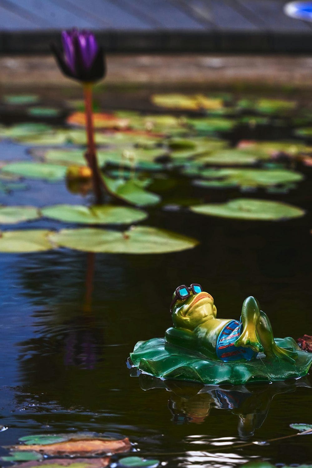 green frog on green water lily