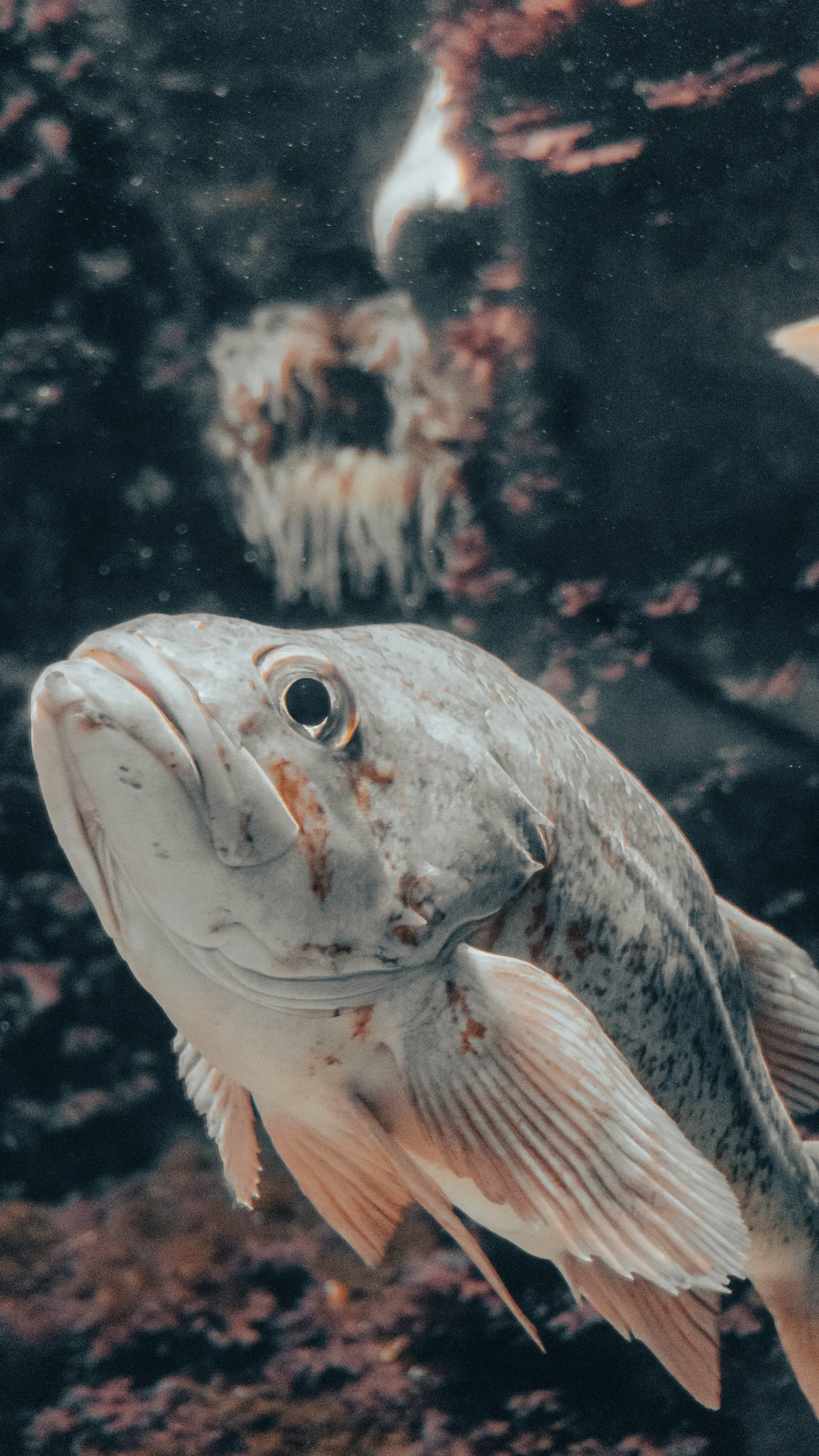 클로즈업 사진의 회색과 흰색 물고기