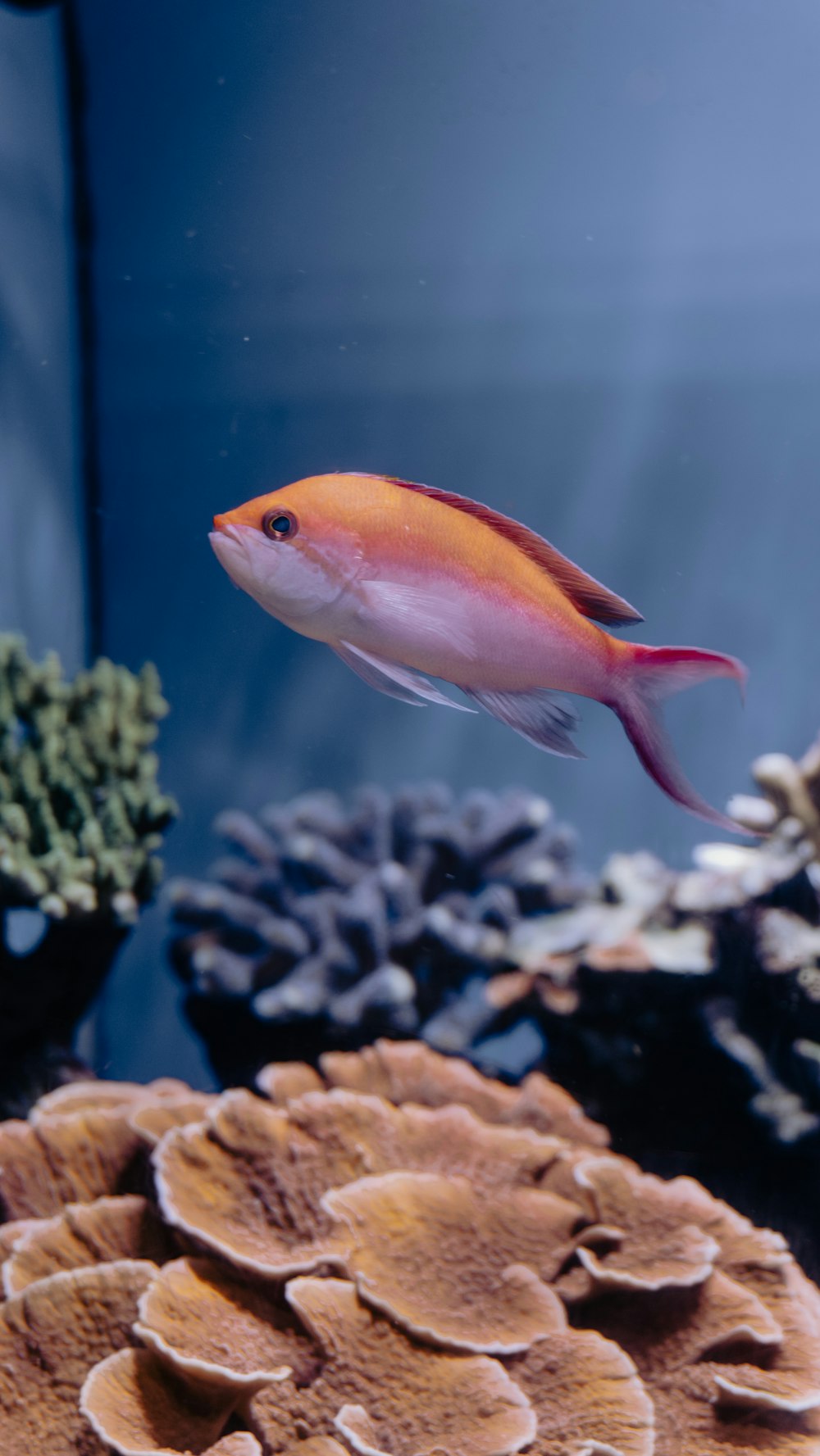 orange and white fish in fish tank