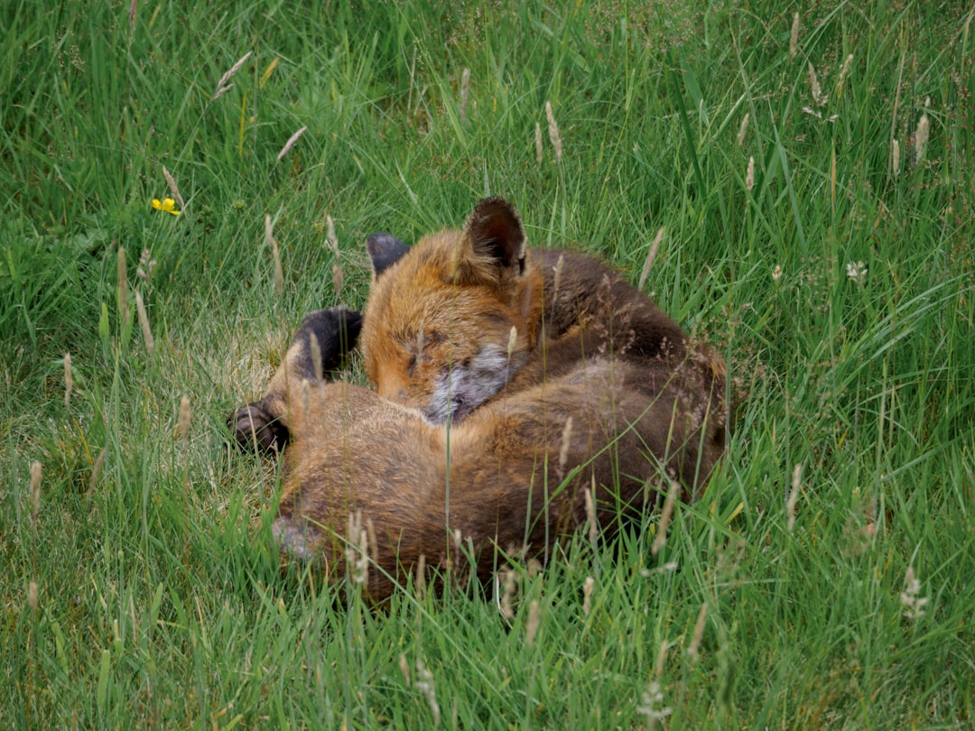 brown fox lying on green grass during daytime