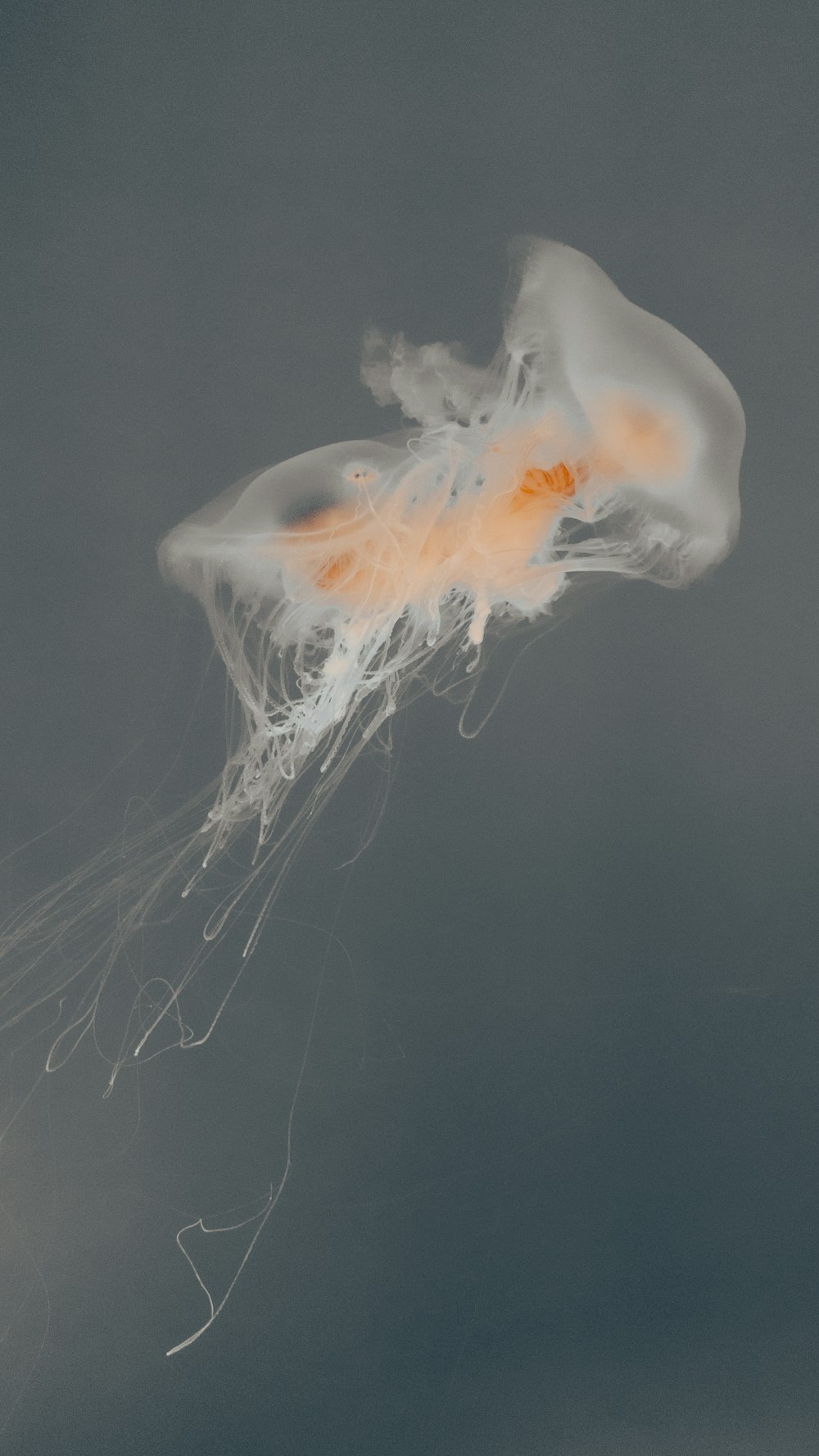 blue and white jellyfish in water