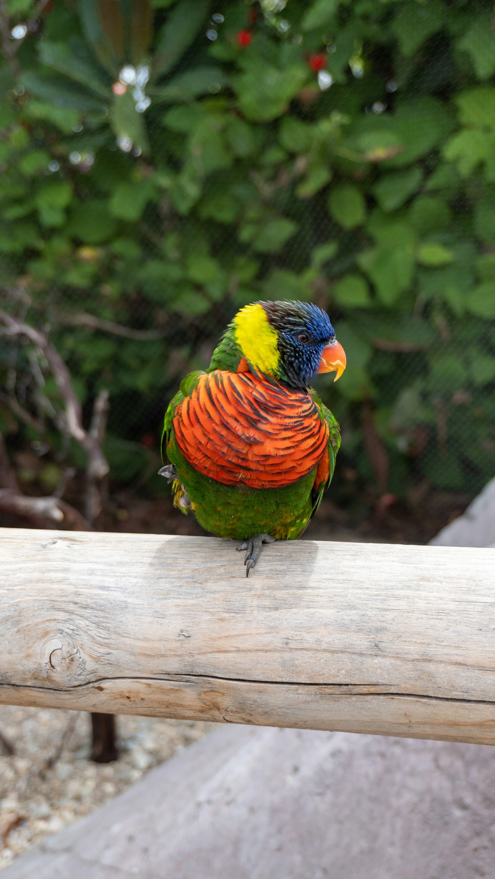 orange green and blue bird on white wooden fence