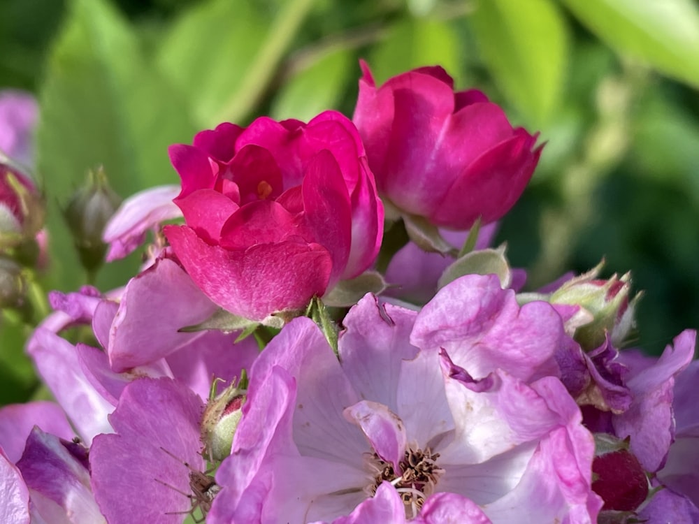 pink flower in tilt shift lens