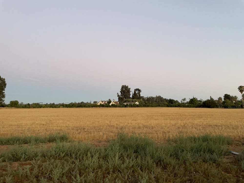 green grass field during daytime