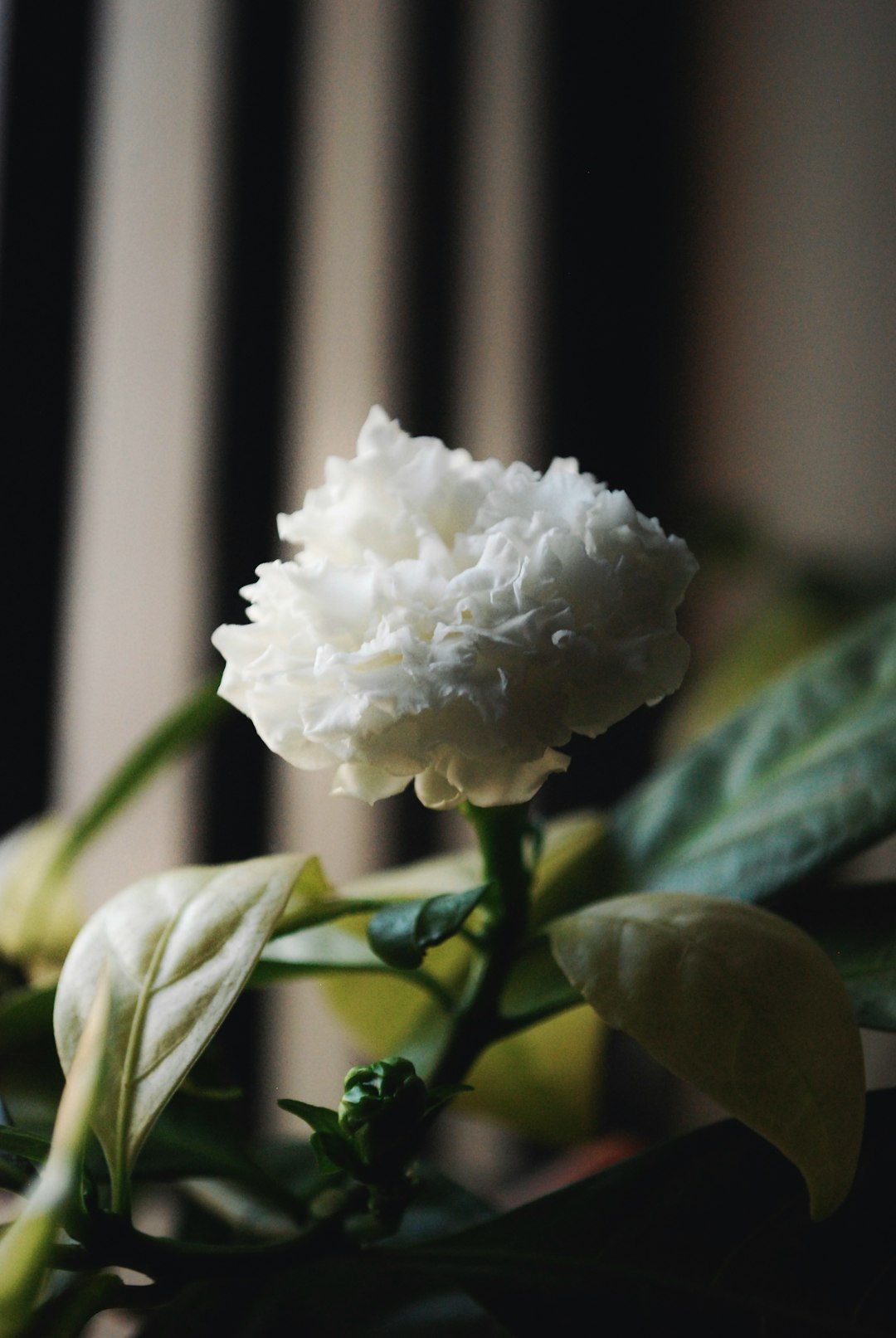 white flower with green leaves