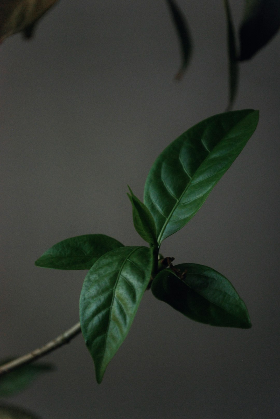 green leaf plant near white wall