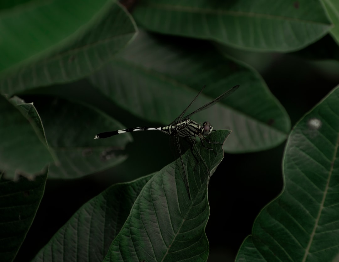 black and white dragonfly on green leaf