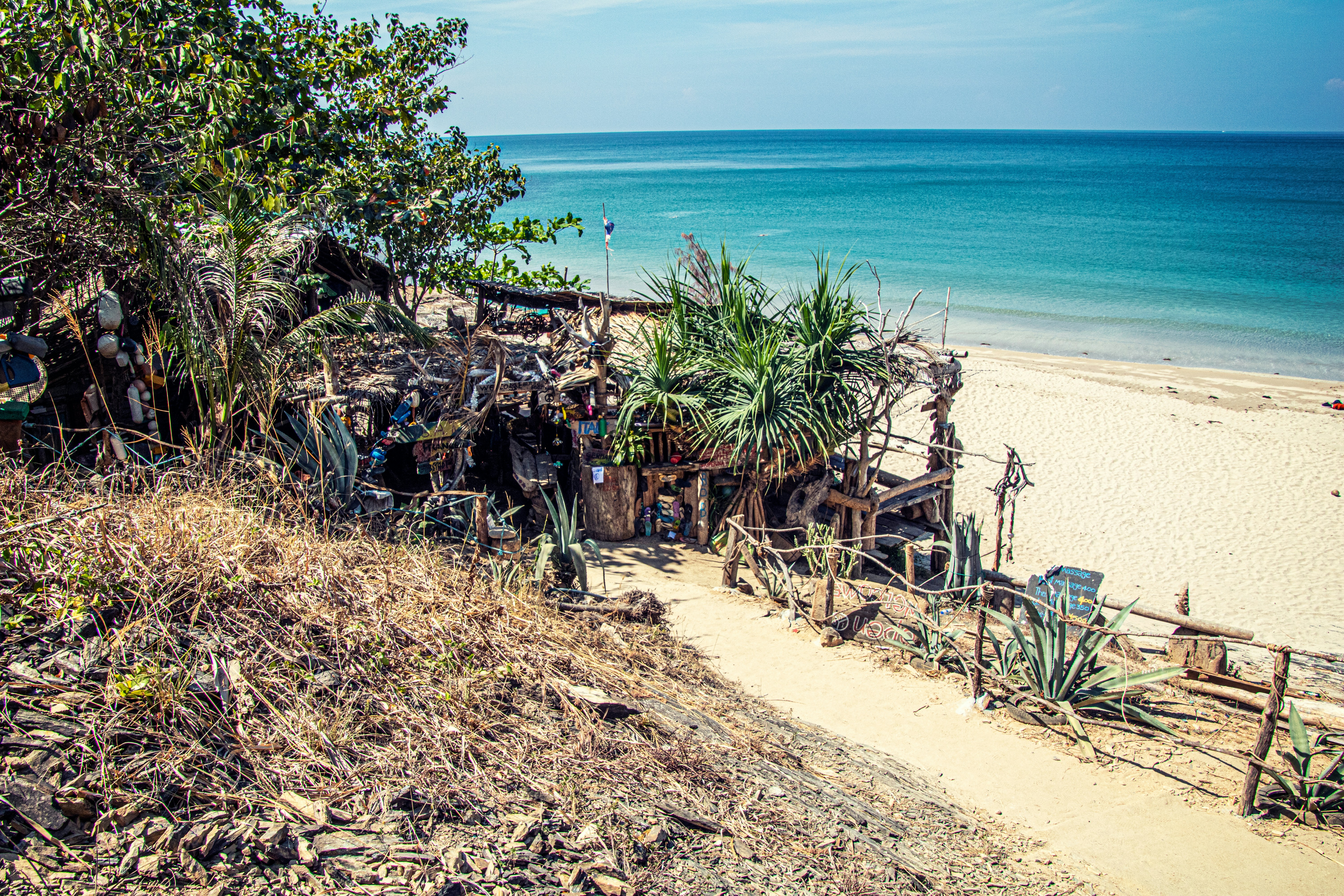 green trees on beach shore during daytime