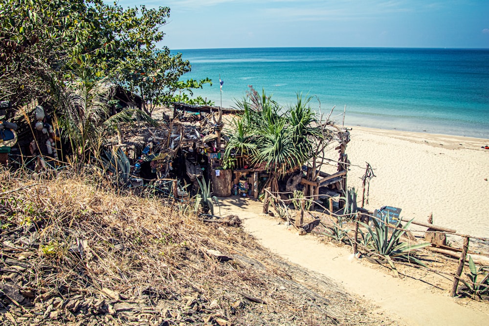 green trees on beach shore during daytime