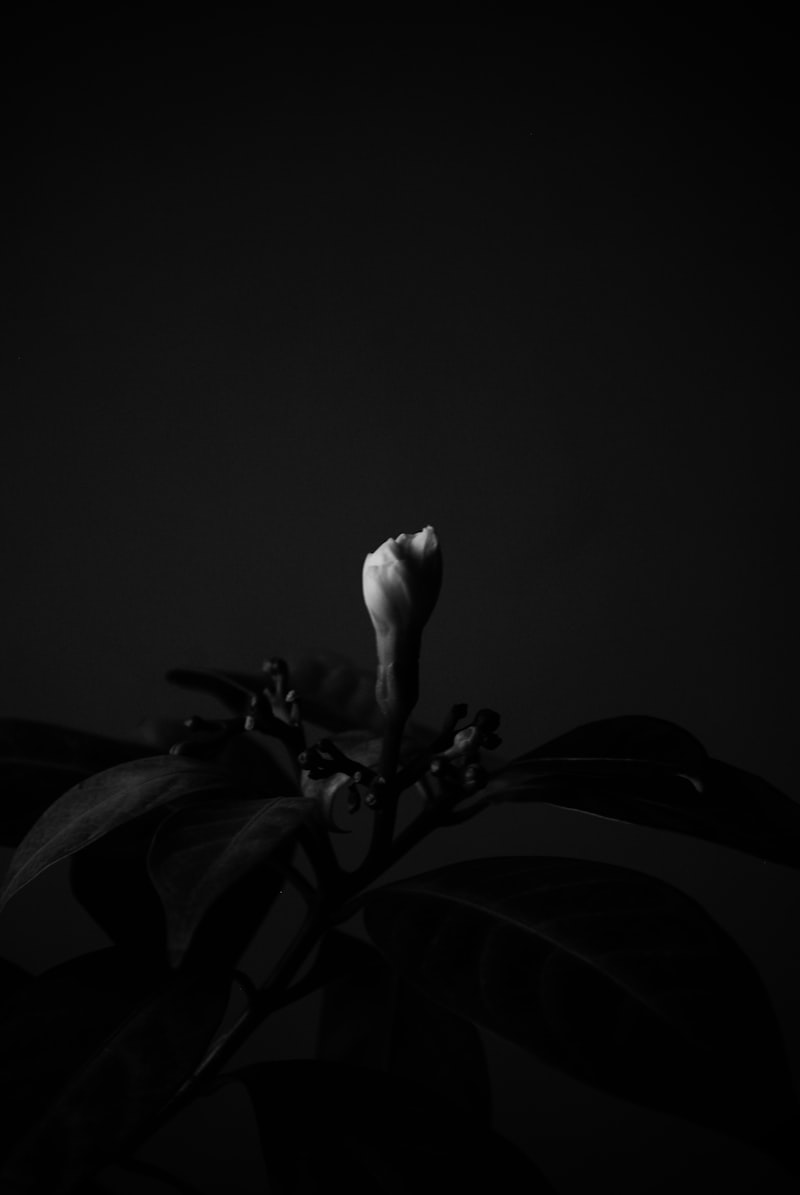 White flower on a dark background