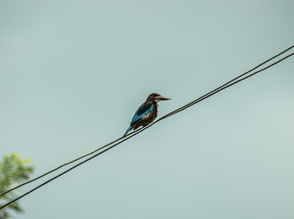 blue and brown bird on brown stick