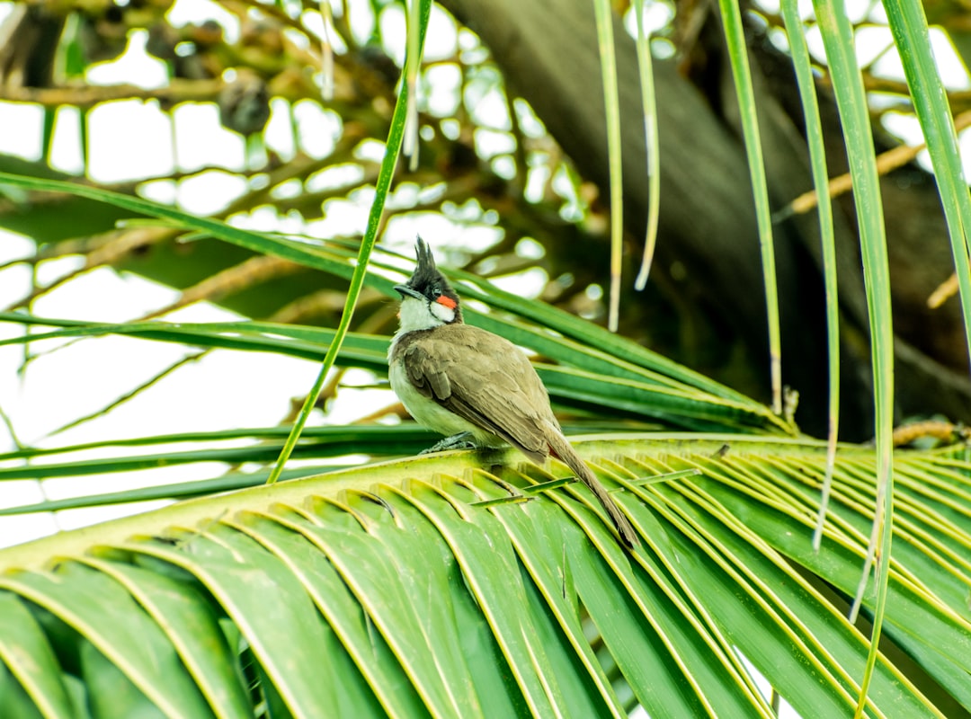 brown and black bird on green leaf