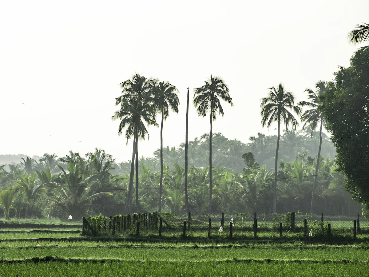 A green grass field surrounded by trees in Kerala