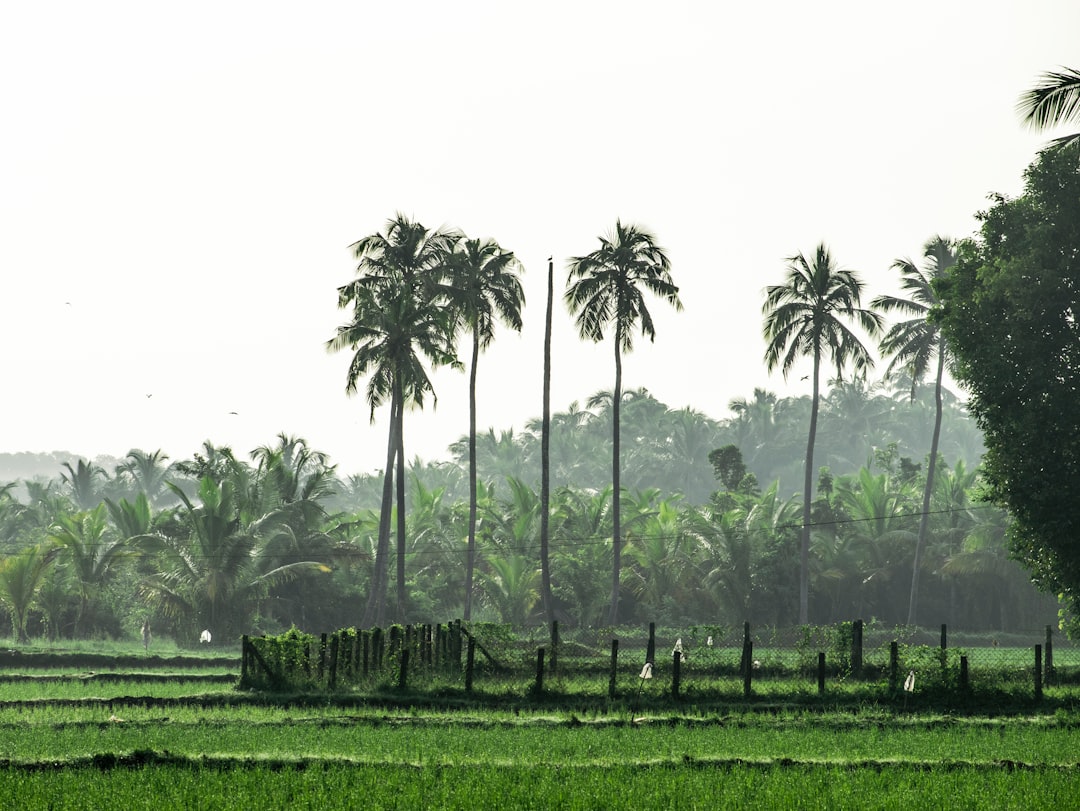 green grass field surrounded by green trees